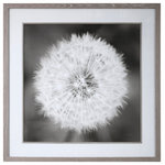 Uttermost - Uttermost Dandelion Seedhead Framed Print - Driftwood Look To Frame And Fillet, Large White Matte, Black And White Print Of Dandelion