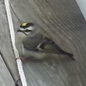 Leslie Brickner's photo