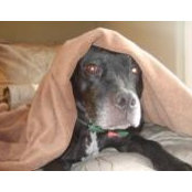 Joelle Marchetti's photo