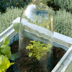Set of 4 Cloche Terrariums - Terrariums