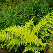 Naturalistic garden