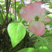 Hudson Valley NY (zone 5)'s photo