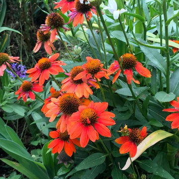 Colorful garden