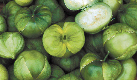 Summer Crops: How to Grow Tomatillos