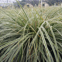 Current Featured Plants - Products