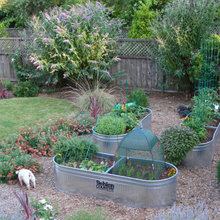 kitchen garden