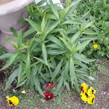 Need to Identify