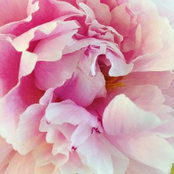 Diane's photo
