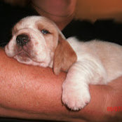 Bentley Bassets's photo