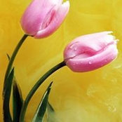 Lisa McDonald's photo