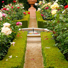 joyce garden