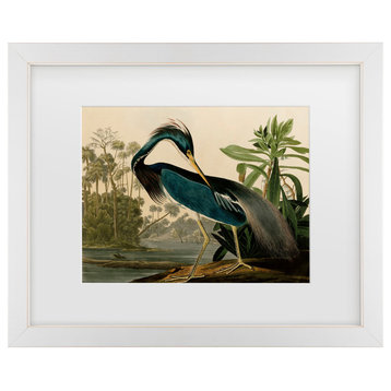 John James Audubon 'Louisiana Heron' Matted Framed Art, White Frame, 20"x16"