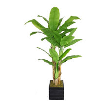 Tress