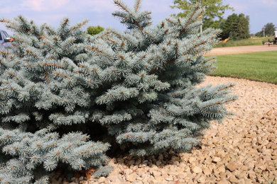 This is an example of a small traditional landscaping in Minneapolis.
