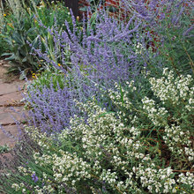 foundation plants