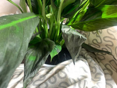 philodendron cobra vs monstera standleyana Philodendron Cobra