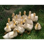 Diane Pfeffer's photo