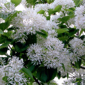 Miscellaneous Gardens and Pretty Things