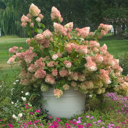 'Little Lamb' Hardy Hydrangea - Plants
