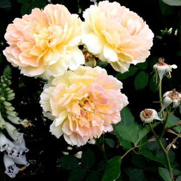 Rob's Rose Garden