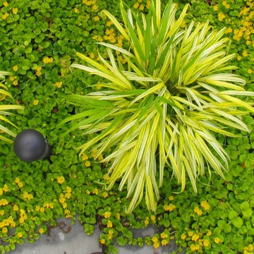 WOODLAND GARDEN