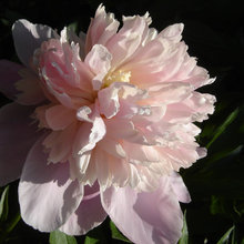 Painting Flowers