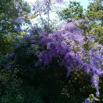 Unique Plants that are Fab for the Landscape