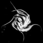 Ashley Knowles's photo