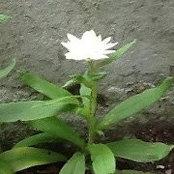 Suzy Toupin's photo