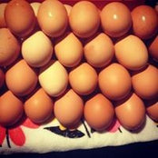 Johnson Farm's photo