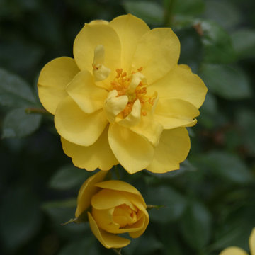 Oso Easy® Lemon Zest Landscape Roses