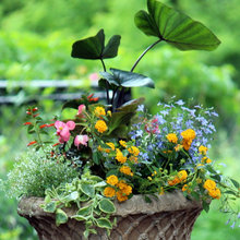 Container Planting