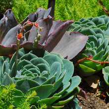 Tropical Garden