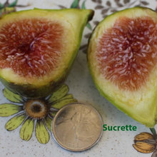 Sucrette Fig