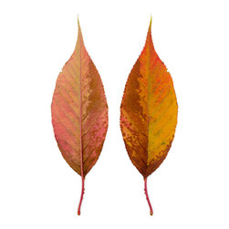 Leaf 98 + back - Fine Art Prints
