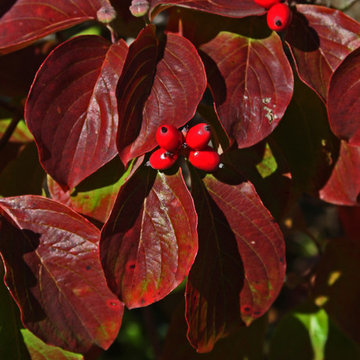 Fall Color Fun
