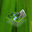 Evergreen Landscaping