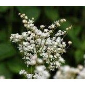 Elizabeth Lederman's photo