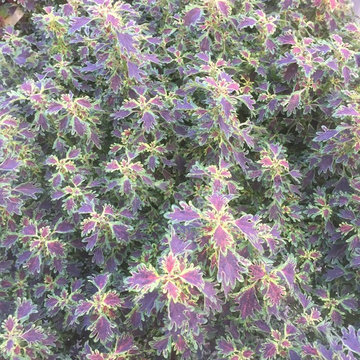 seasonal color