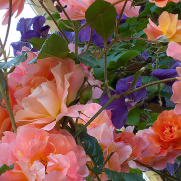 Great Plant Combinations