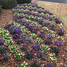 flower beds
