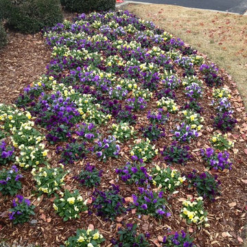 Fall Flowers