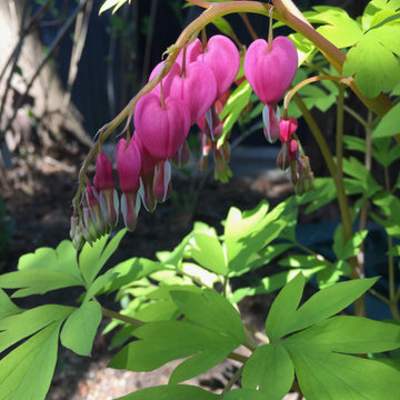 Shady garden in Hillcrest