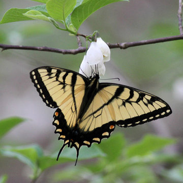 Silverbell and Tiger Swallowtail