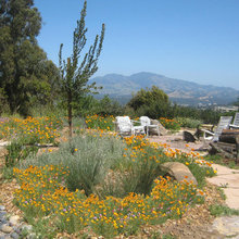 Native garden