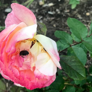 Roses
