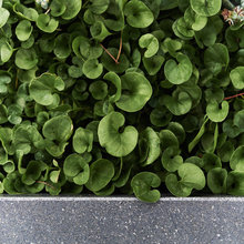 Groundcover