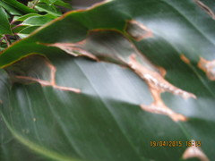 Brown Patches on Strelitzia (Bird of Paradise) | Houzz Forum