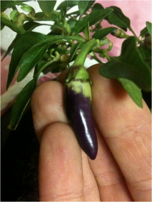What Is This Hot Purple Pepper??