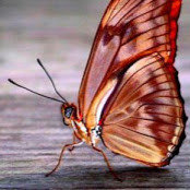 Anastaziia VELUPPILLAI's photo